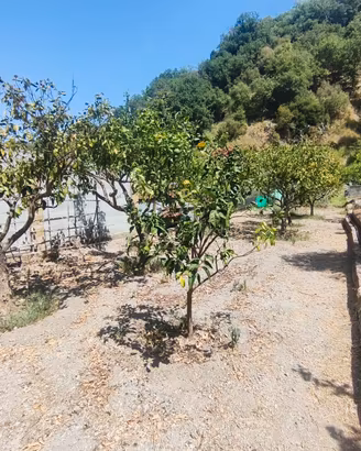 terreno agricolo Saponara 
