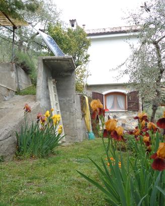 Villa singola con uliveto, vigneto e giardino