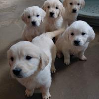 GOLDEN RETRIEVER cucciolo pedigree enci