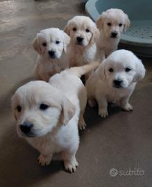 GOLDEN RETRIEVER cucciolo pedigree enci