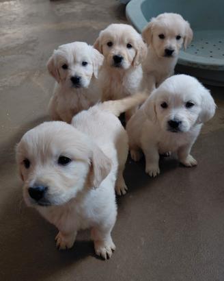 GOLDEN RETRIEVER cucciolo pedigree enci