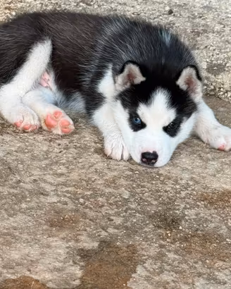 Cuccioli di husky con pedigree di alta genealogia