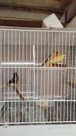 Canarini novelli rosso mosaico non colorati