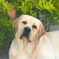 Adozione (affidamento) labrador