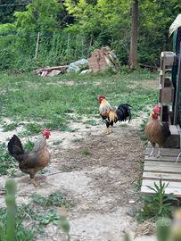 Galline livornesi