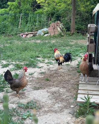 Galline livornesi