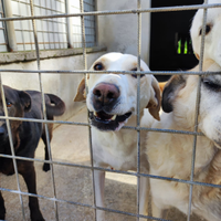 Adozione gratuita Laika