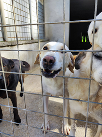 Adozione gratuita Laika