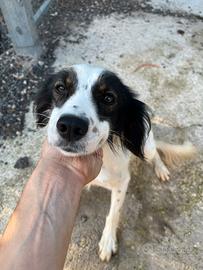 Cane da tartufo