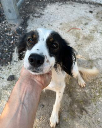 Cane da tartufo