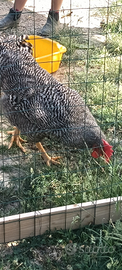 Gallo amrok