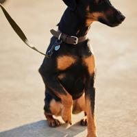 Miniature Pischer x Fox Terrier