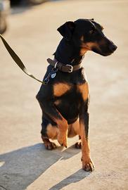 Miniature Pischer x Fox Terrier