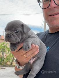 Bulldog francese