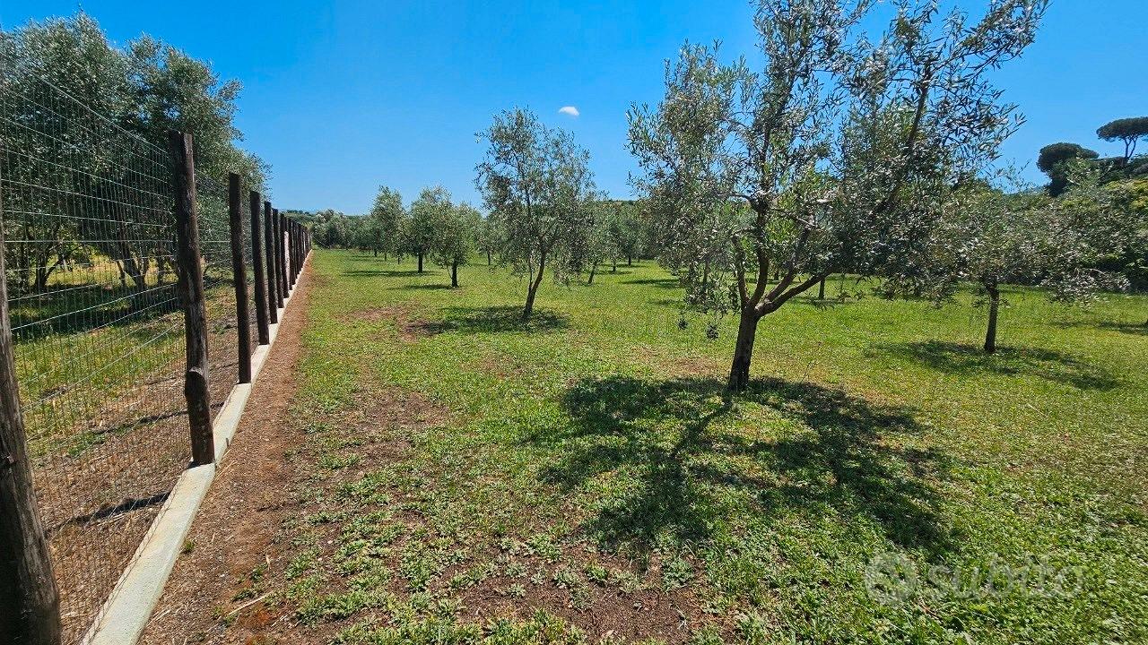 Frascati: terreno agricolo - Vista 2