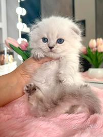 Gattino Scottish Fold Maschio