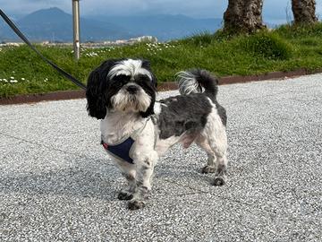 Shih Tzu maschio per accoppiamento a La Spezia
