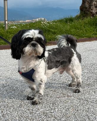 Shih Tzu maschio per accoppiamento a La Spezia