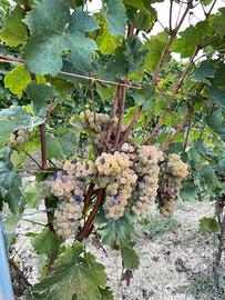 Uva arneis chardonnay nebbiolo cortese