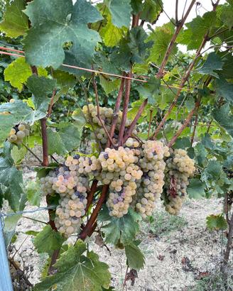 Uva arneis chardonnay nebbiolo cortese