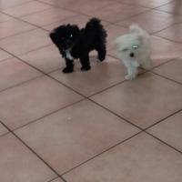 Maltipoo