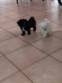 Maltipoo