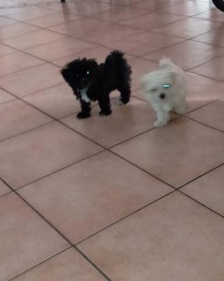 Maltipoo