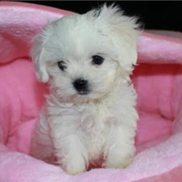 Cuccioli di maltese piccolini
