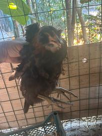 Gallo Araucana