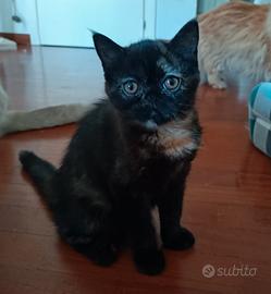 Gatti Persiani exotic shorthair