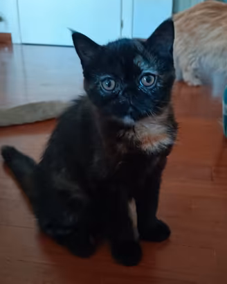 Gatti Persiani exotic shorthair