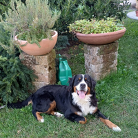 Bovaro per monta