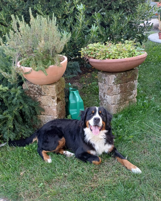 Bovaro per monta
