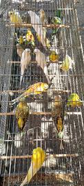 Coppie Parrocchetto Dal Groppone Rosso Mutazioni