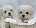 cuccioli-di-maltese