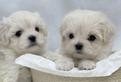 Cuccioli di Maltese