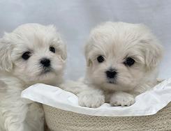 Cuccioli di Maltese