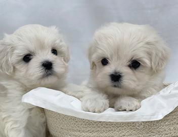 Cuccioli di Maltese