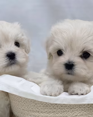 Cuccioli di Maltese
