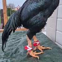 coperture per sperone  Aseel