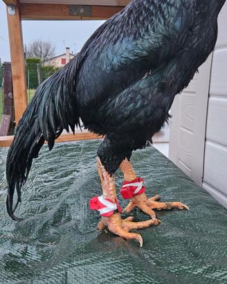 coperture per sperone  Aseel