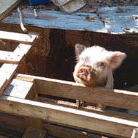 3 maialini tailandesi 2 femmine ed 1 maschio