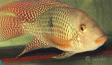 Pesci Tropicali Geophagus Iporangensis