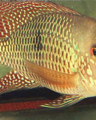 Pesci Tropicali Geophagus Iporangensis