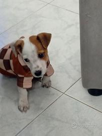 Cucciolo di jack Russell
