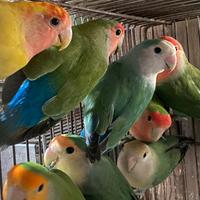 Inseparabili Rosecollis