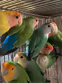 Inseparabili Rosecollis