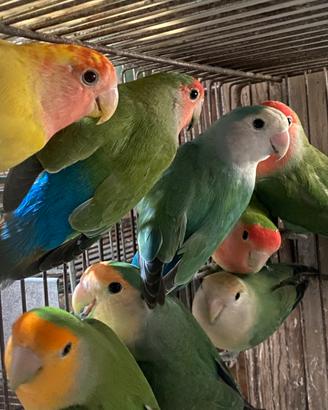 Inseparabili Rosecollis