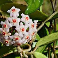 Hoya carnosa (fiori di cera)