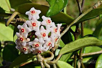 Hoya carnosa (fiori di cera)